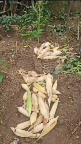 Hon. Anamero Encourages Constituents to Embrace Farming for Food Security